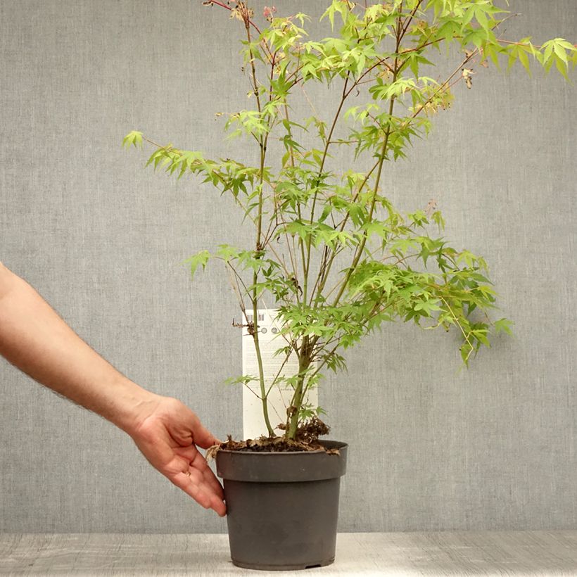 Exemplaar van Acer palmatum Katsura - Japanse esdoorn Pot van 2 l/3 l zoals geleverd in de zomer