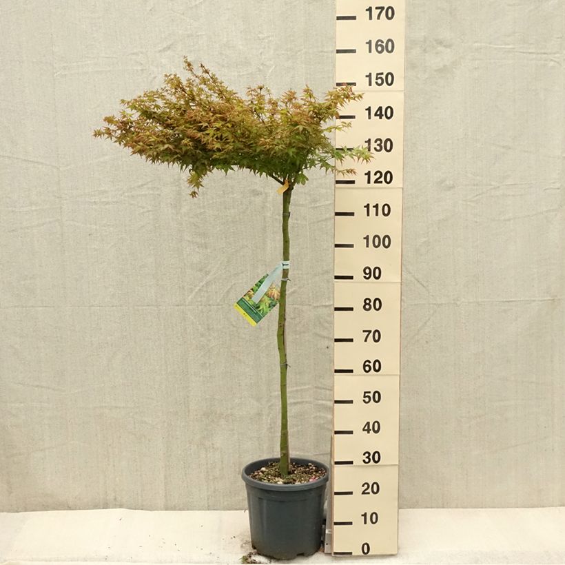 Exemplaar van Acer palmatum Little Princess - Japanse esdoorn Pot van 12 l/15 l zoals geleverd in de lente