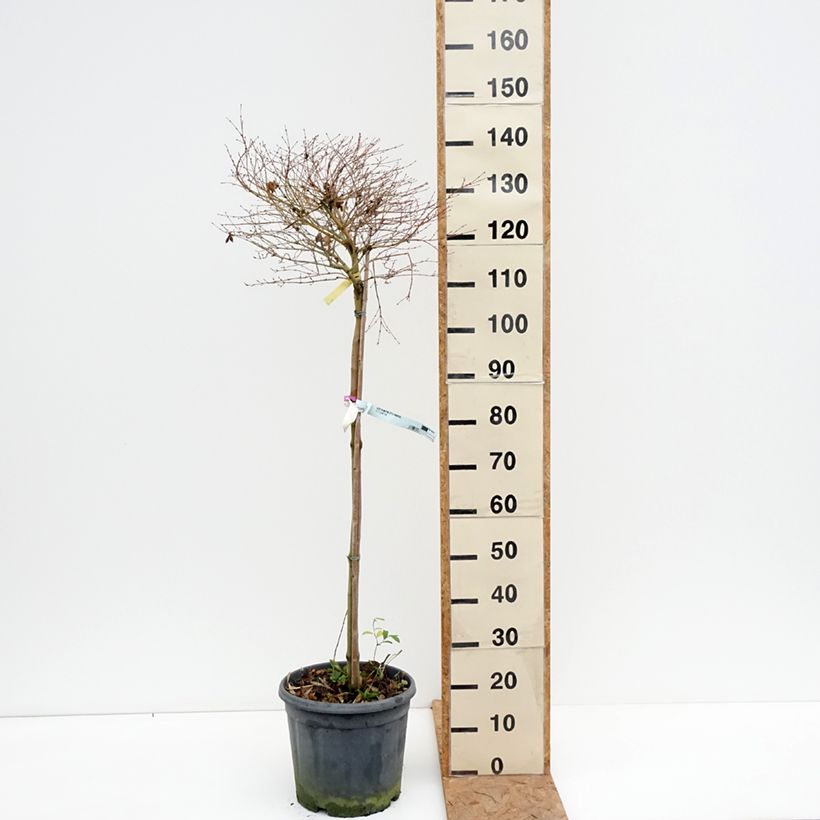 Exemplaar van Acer palmatum Little Princess - Japanse esdoorn Pot van 12 l/15 l zoals geleverd in de herfst