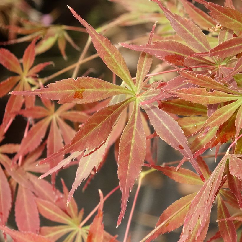 Acer palmatum Little Princess - Japanse esdoorn (Blad)