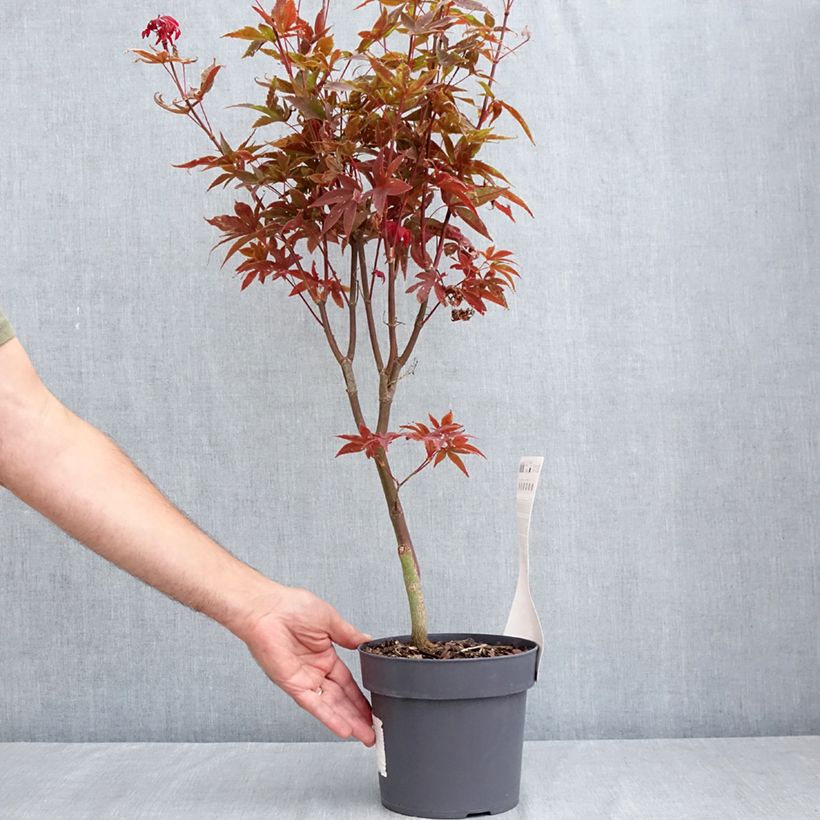 Exemplaar van Acer palmatum Little Red - Japanse esdoorn Pot van 3 l/4 l zoals geleverd in de zomer