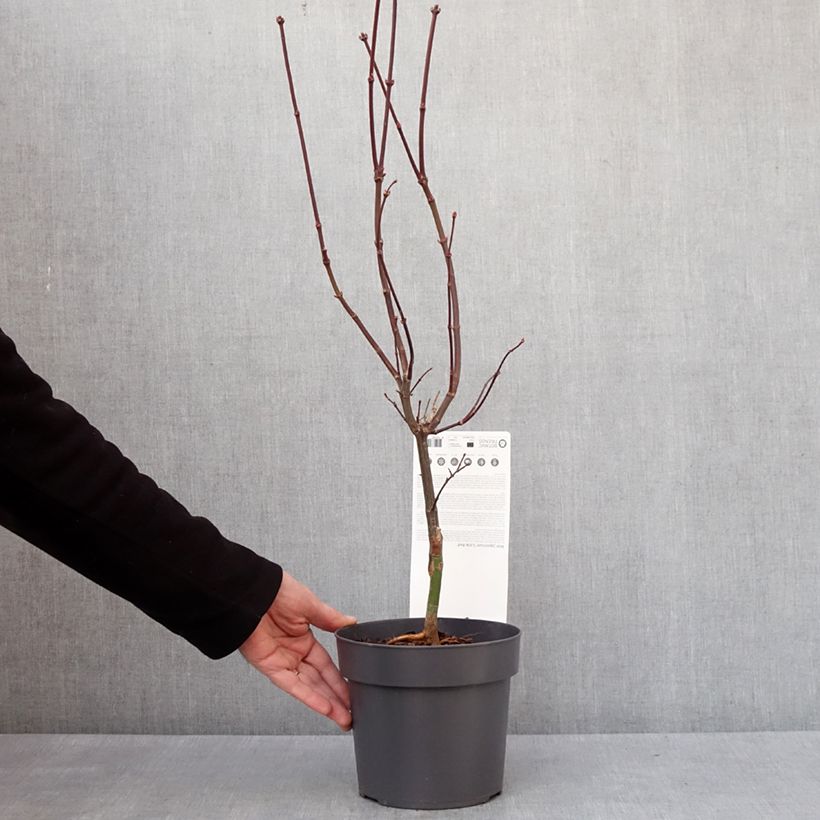 Exemplaar van Erable du Japon - Acer palmatum Little Red Pot de 3L/4L zoals geleverd in de winter