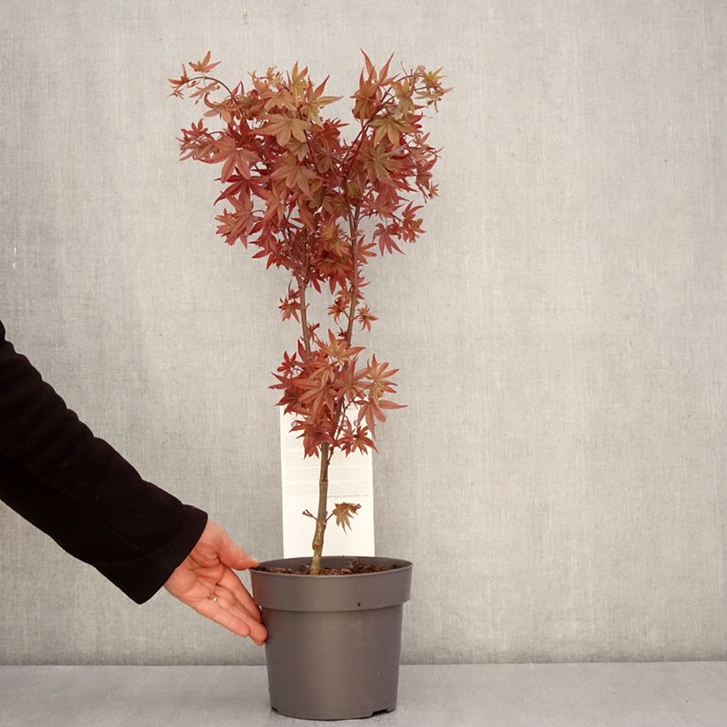 Exemplaar van Acer palmatum Little Red - Japanse esdoorn Pot van 3 l/4 l zoals geleverd in de lente