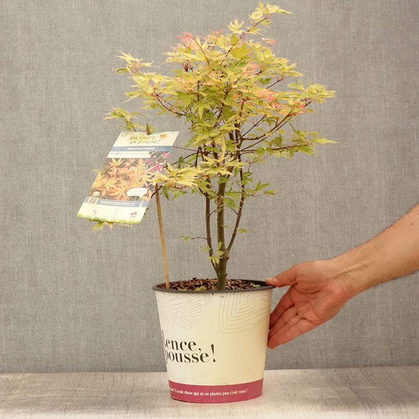 Exemplaar van Acer palmatum Metamorphosa - Japanse esdoorn Pot van 4 l/5 l zoals geleverd in de zomer
