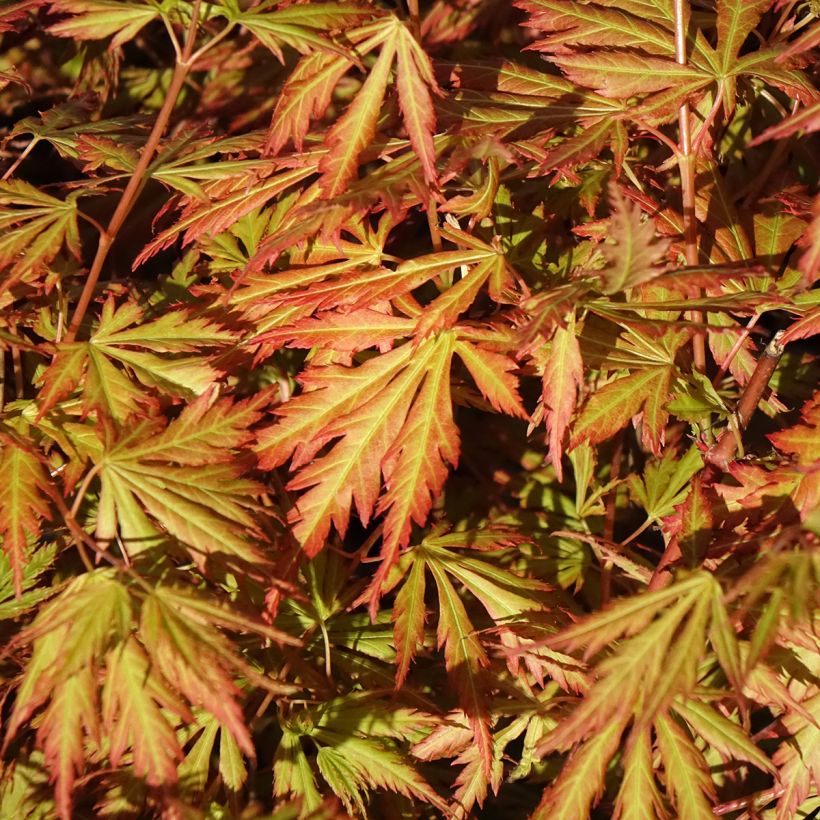 Acer palmatum Orange Lace - Japanse esdoorn (Blad)
