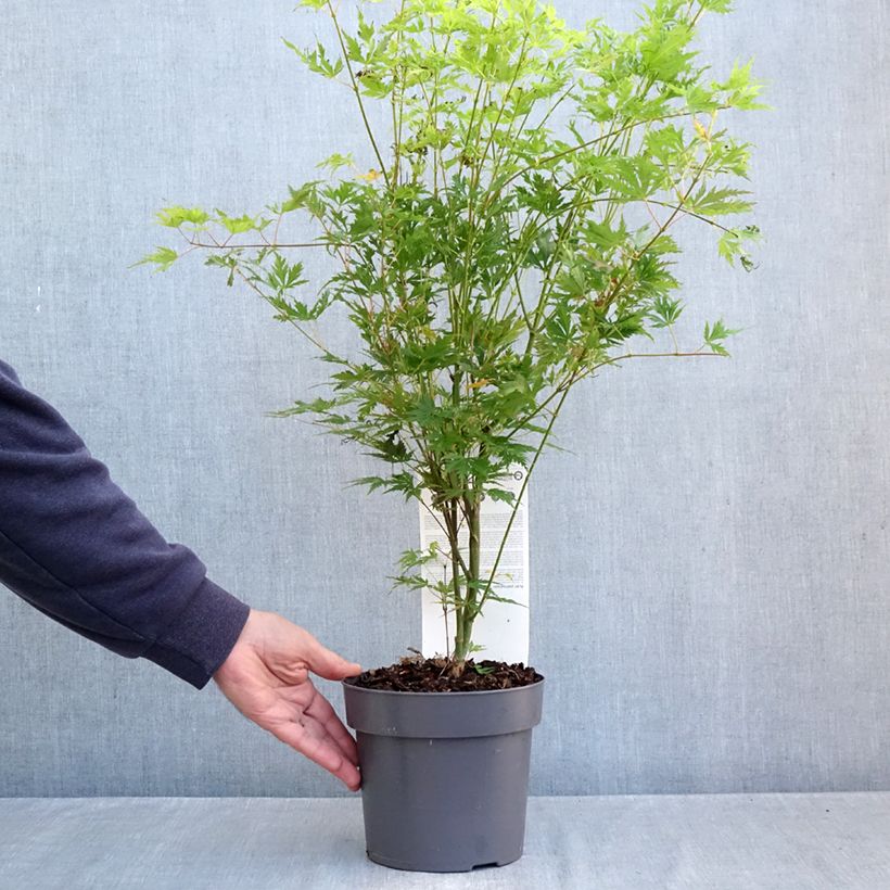 Exemplaar van Acer palmatum Orange Lace - Japanse esdoorn Pot van 3 l/4 l zoals geleverd in de herfst
