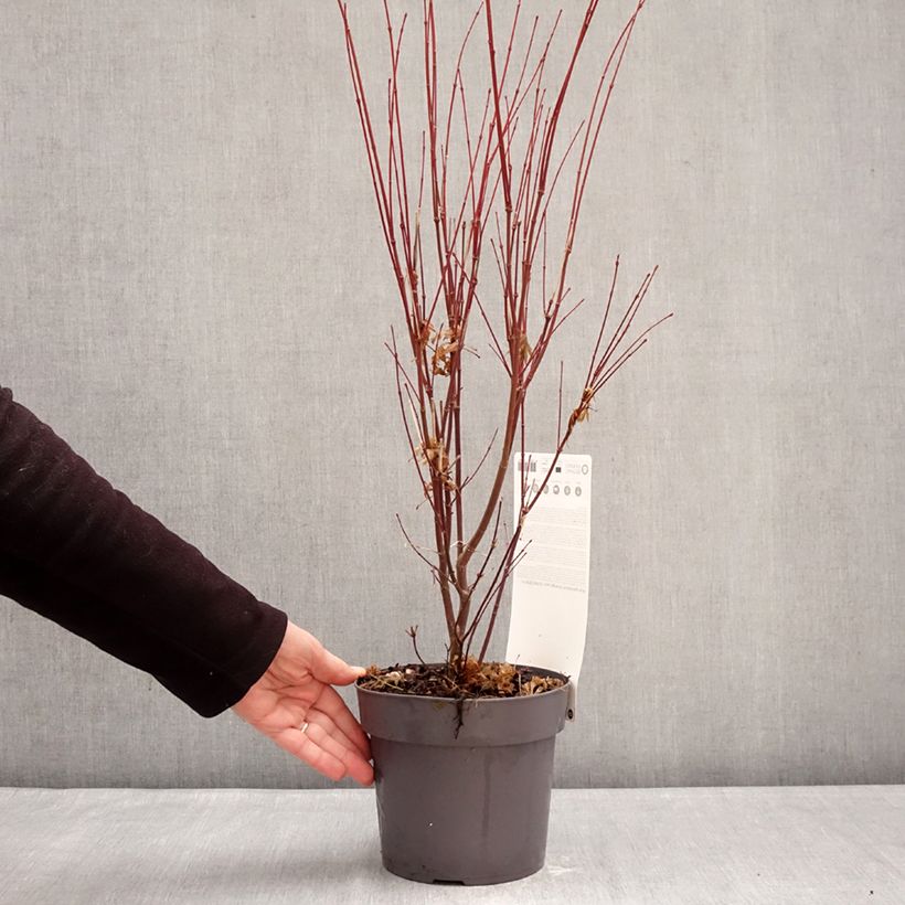 Example of Acer palmatum Orange Lace - Japanse esdoorn Pot van 3 l/4 l as you get in hiver