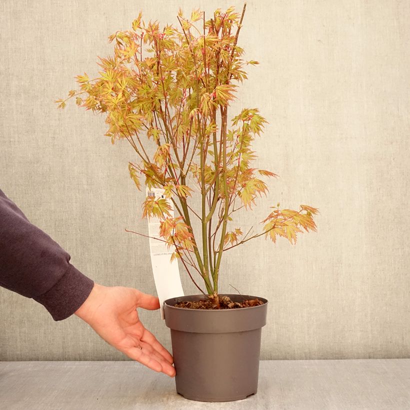 Exemplaar van Acer palmatum Orange Lace - Japanse esdoorn Pot van 3 l/4 l zoals geleverd in de lente