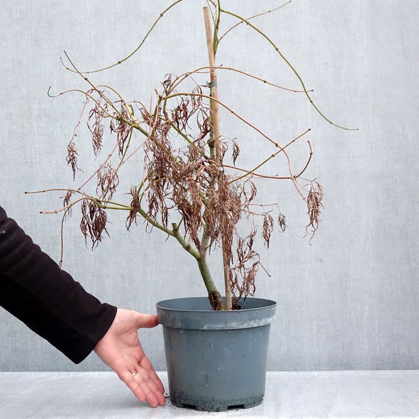 Exemplaar van Acer palmatum Dissectum Ornatum - Japanse esdoorn Pot van 4 l/5 l zoals geleverd in de herfst