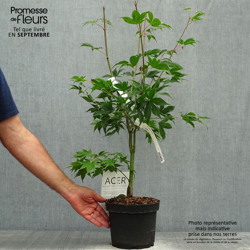 Exemplaar van Acer palmatum Osakazuki - Japanse esdoorn Pot van 3 l/4 l zoals geleverd in de herfst