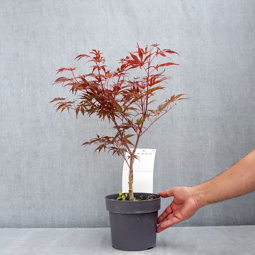 Exemplaar van Acer palmatum Peve Dave - Japanse esdoorn Pot van 3 l/4 l zoals geleverd in de zomer