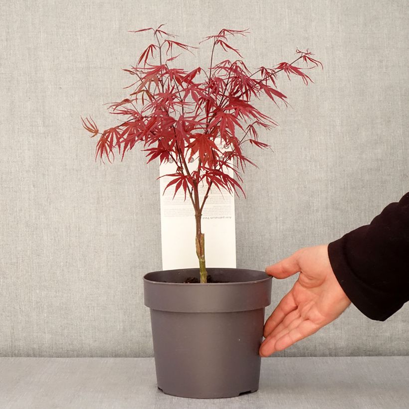 Example of Acer palmatum Peve Dave - Japanse esdoorn Pot van 3 l/4 l as you get in printemps