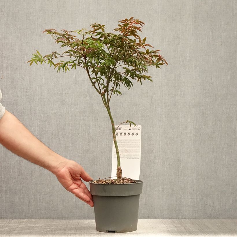 Exemplaar van Acer palmatum Pevé Starfish - Japanse esdoorn Pot van 2 l/3 l zoals geleverd in de zomer