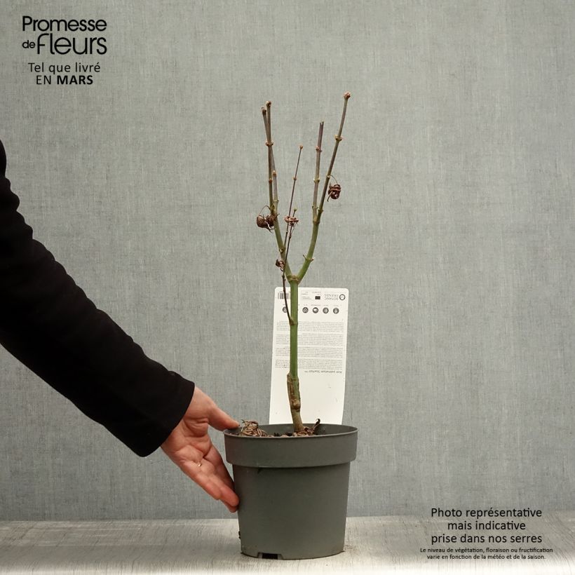 Example of Acer palmatum Pevé Starfish - Japanse esdoorn Pot van 2 l/3 l as you get in printemps