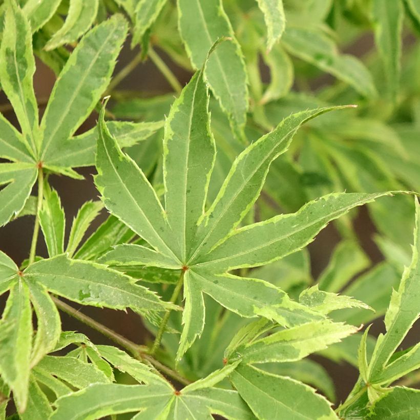Acer palmatum Pink Passion - Japanse esdoorn (Blad)