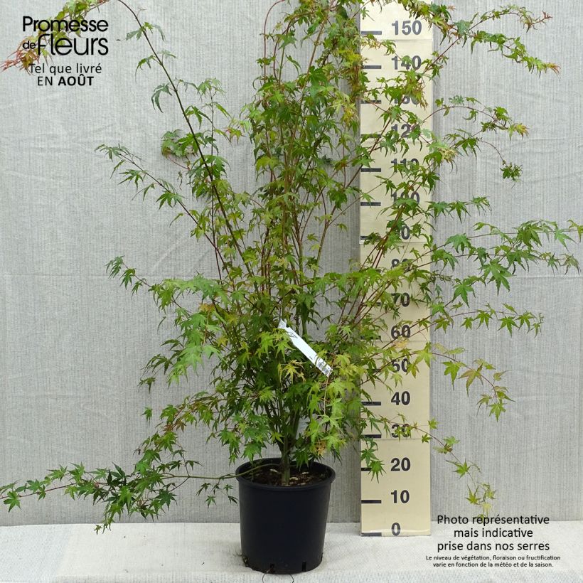 Exemplaar van Acer palmatum - Japanse esdoorn Pot van 7,5 l/10 l zoals geleverd in de zomer