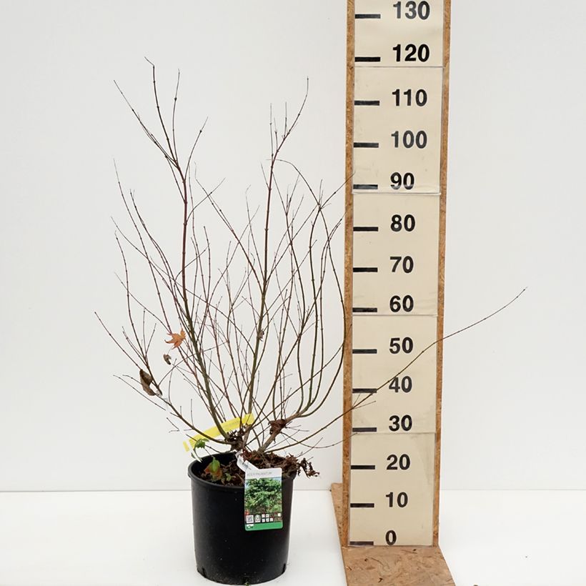 Exemplaar van Acer palmatum - Japanse esdoorn Pot van 7,5 l/10 l zoals geleverd in de herfst
