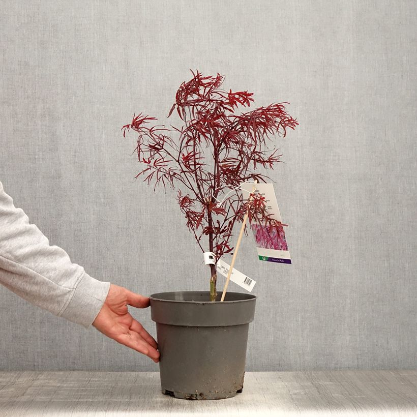 Exemplaar van Acer palmatum Pung Kill - Japanse esdoorn Pot van 4 l/5 l zoals geleverd in de lente
