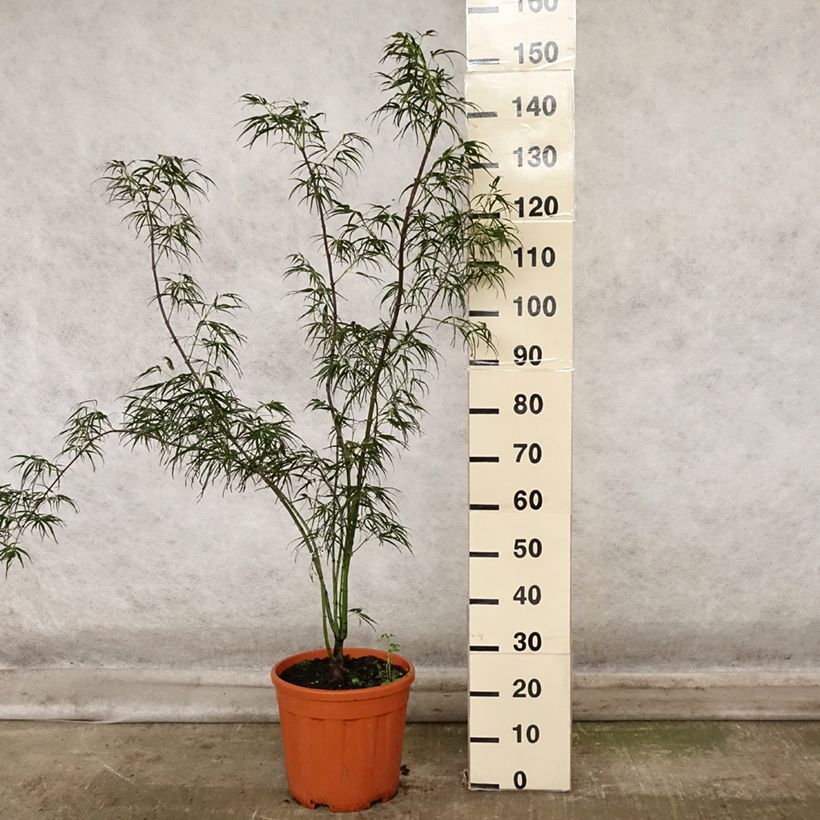Exemplaar van Acer palmatum Red Pygmy - Japanse esdoorn Pot van 7,5 l/10 l zoals geleverd in de herfst