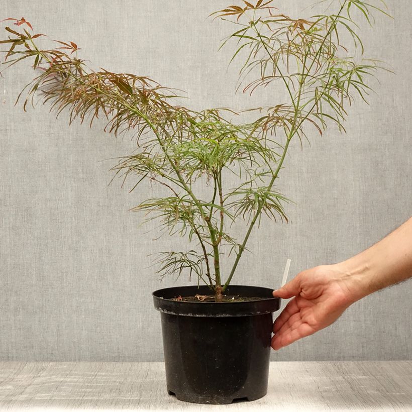 Exemplaar van Acer palmatum Red Pygmy - Japanse esdoorn Pot van 3 l/4 l zoals geleverd in de zomer