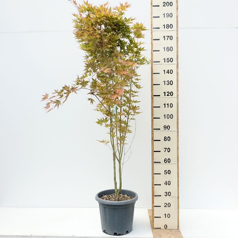 Exemplaar van Acer palmatum Redwine - Japanse esdoorn Pot van 20 l/25 l zoals geleverd in de zomer
