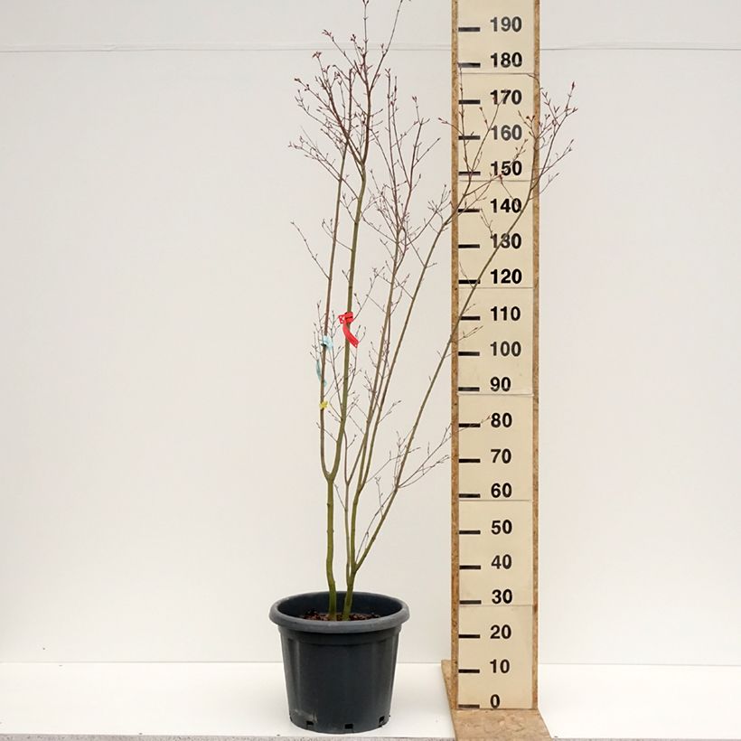 Exemplaar van Acer palmatum Redwine - Japanse esdoorn Pot van 20 l/25 l zoals geleverd in de lente