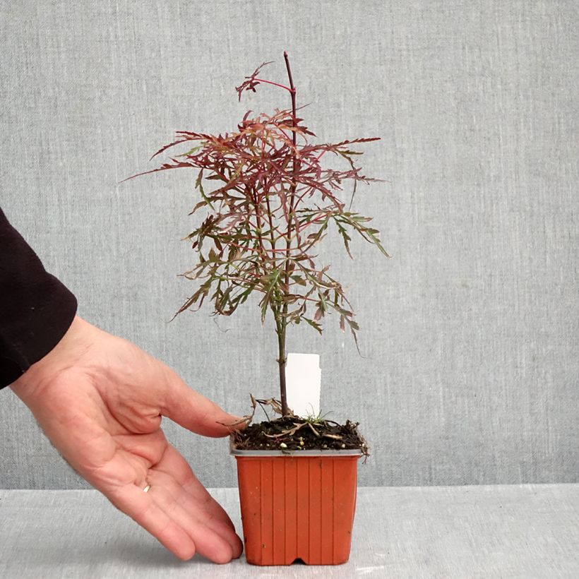 Exemplaar van Acer palmatum Royal Garnet - Japanse esdoorn Kweekpotje van 8/9 cm zoals geleverd in de herfst
