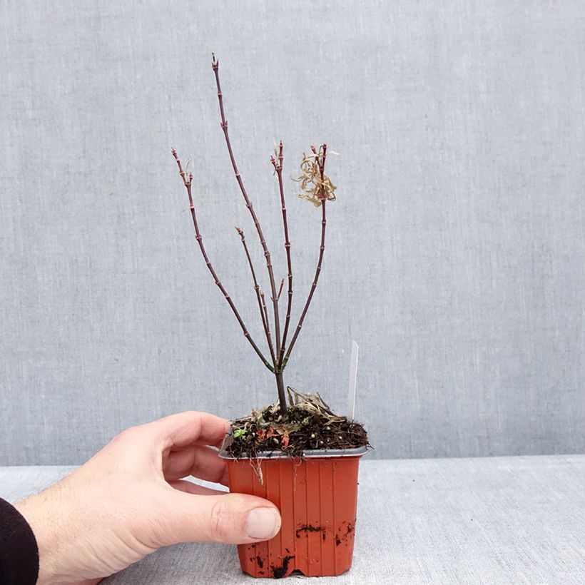 Example of Acer palmatum Royal Garnet - Japanse esdoorn Kweekpotje van 8/9 cm as you get in hiver