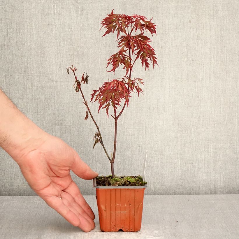 Exemplaar van Acer palmatum Royal Garnet - Japanse esdoorn Kweekpotje van 8/9 cm zoals geleverd in de lente