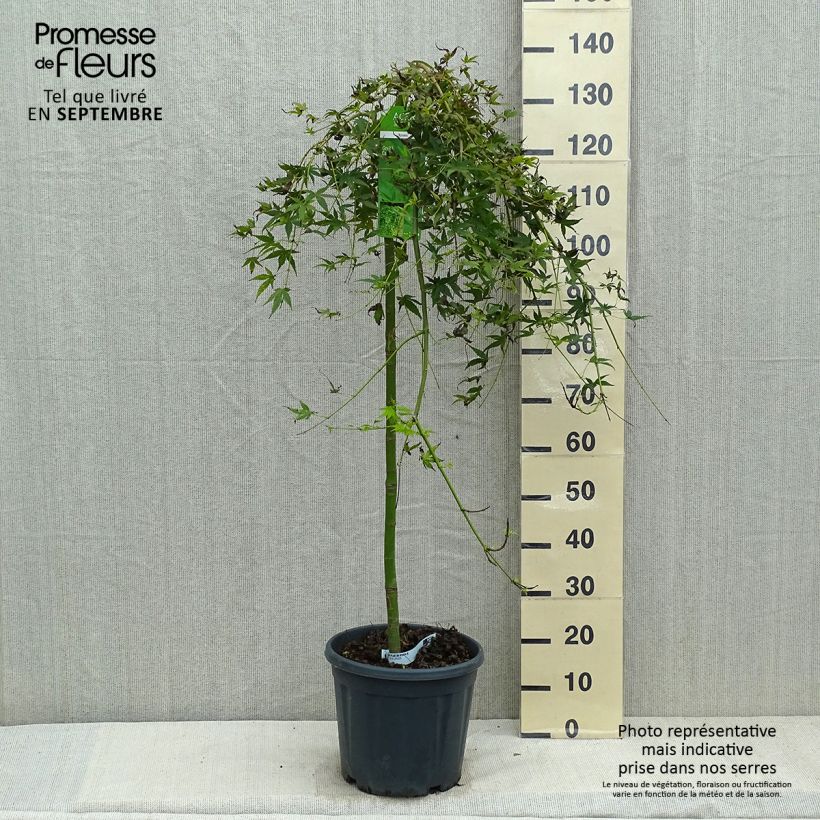 Exemplaar van Acer palmatum Ryusen - Japanse esdoorn Pot van 12 l/15 l zoals geleverd in de herfst