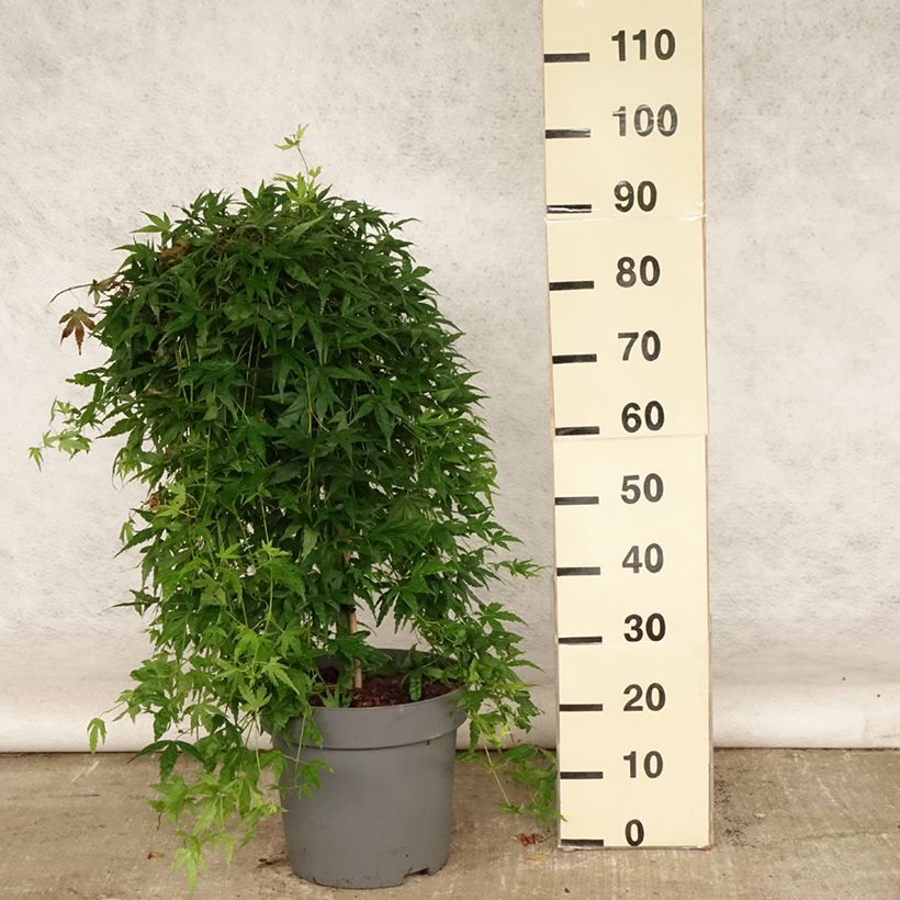 Exemplaar van Acer palmatum Ryusen - Japanse esdoorn Pot van 12 l/15 l zoals geleverd in de zomer
