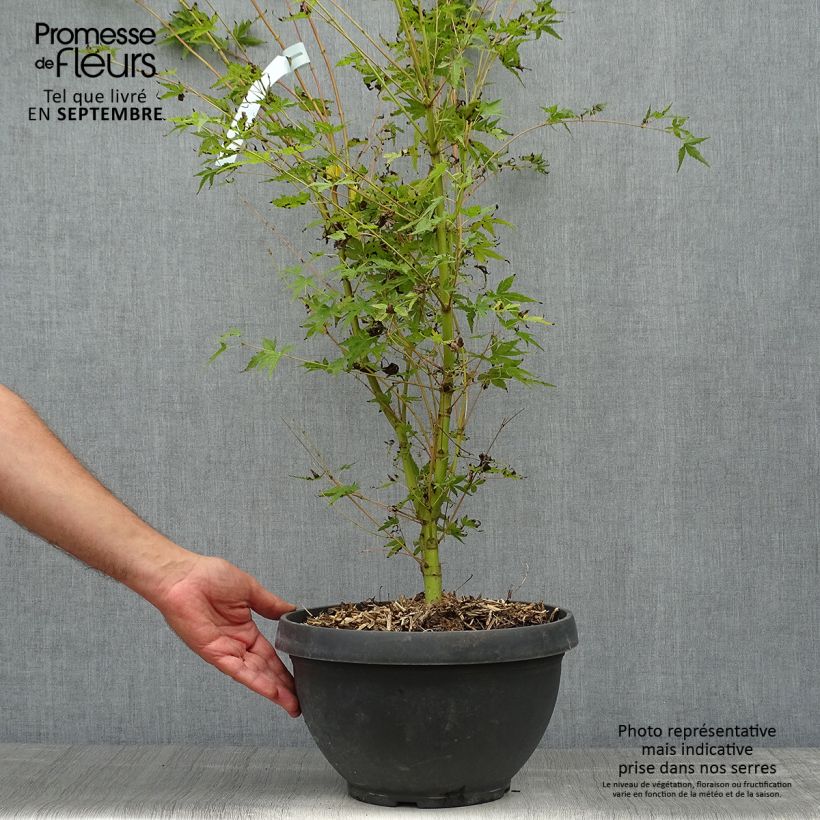 Exemplaar van Acer palmatum Sangokaku Senkaki - Japanse esdoorn Pot van 6 l/7 l zoals geleverd in de herfst