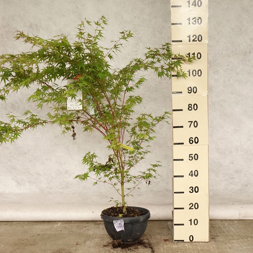 Exemplaar van Acer palmatum Sangokaku Senkaki - Japanse esdoorn Pot van 6 l/7 l zoals geleverd in de zomer