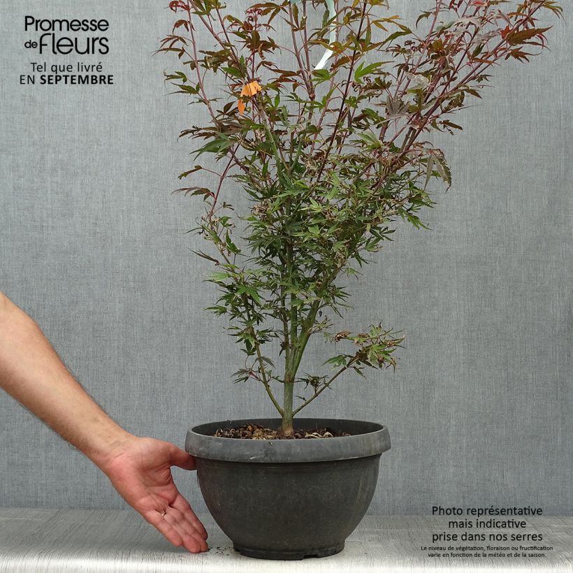 Exemplaar van Acer palmatum Shaina - Japanse esdoorn Pot van 6 l/7 l zoals geleverd in de herfst