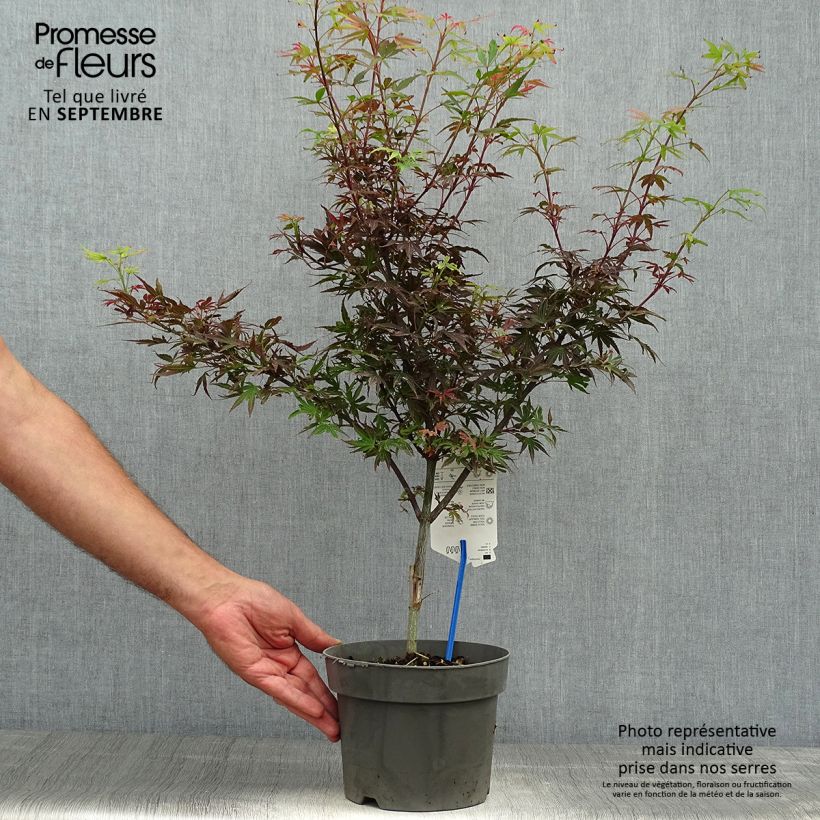 Exemplaar van Acer palmatum Shaina - Japanse esdoorn Pot van 3 l/4 l zoals geleverd in de herfst