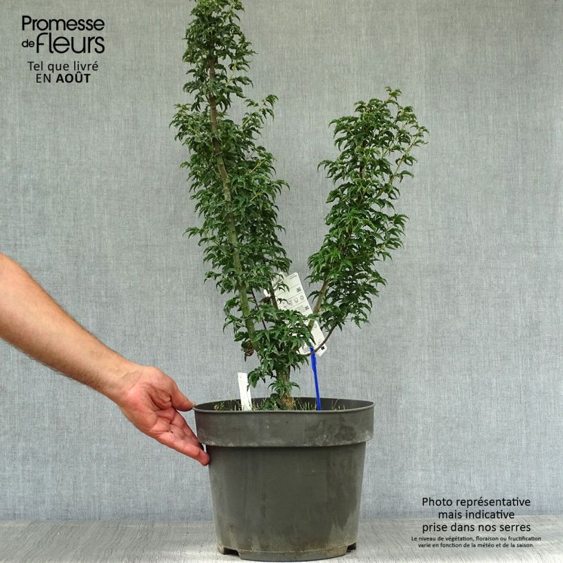 Exemplaar van Acer palmatum Shishigashira - Japanse esdoorn Pot van 7,5 l/10 l zoals geleverd in de zomer