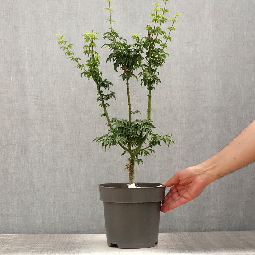 Exemplaar van Acer palmatum Shishigashira - Japanse esdoorn Pot van 3 l/4 l zoals geleverd in de zomer