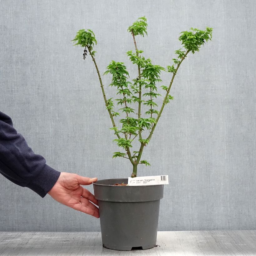 Example of Acer palmatum Shishigashira - Japanse esdoorn Pot van 3 l/4 l as you get in printemps