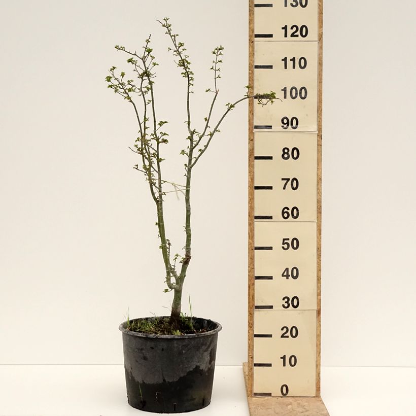 Example of Acer palmatum Shishigashira - Japanse esdoorn Pot van 18 l/20 l as you get in printemps