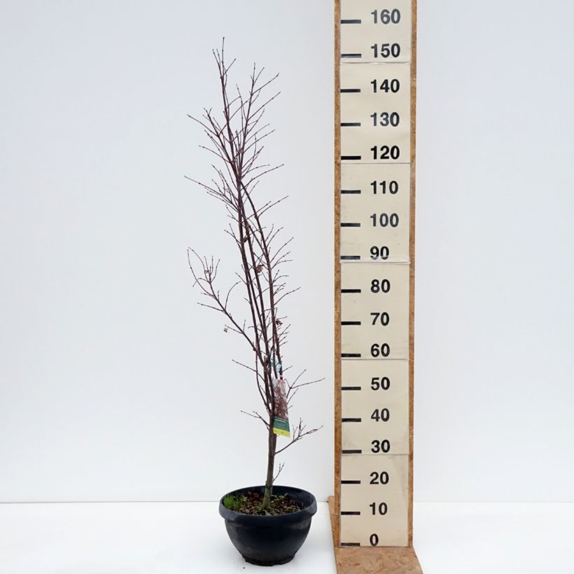 Exemplaar van Acer palmatum Skeeters Broom - Japanse esdoorn Inhoud 7,5 l / 10 l, Struik zoals geleverd in de herfst