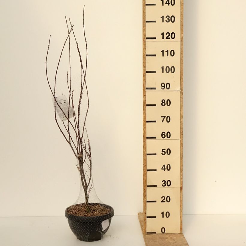Exemplaar van Erable du Japon - Acer palmatum Skeeter's Broom Coupe 7,5L / 10L, Buisson, Touffe zoals geleverd in de winter