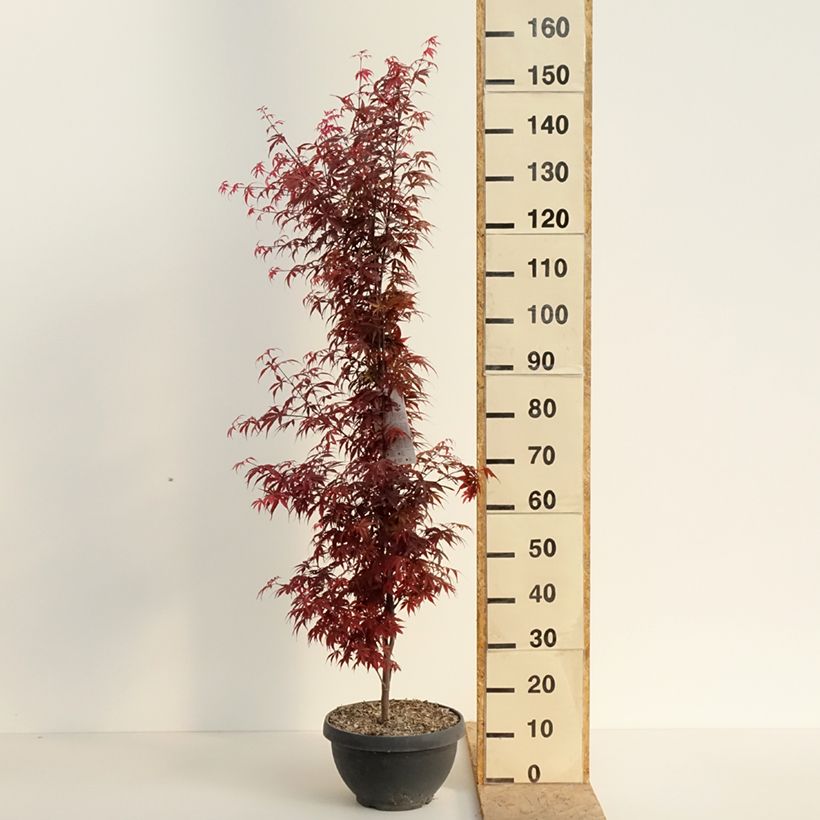 Exemplaar van Acer palmatum Skeeters Broom - Japanse esdoorn Inhoud 7,5 l / 10 l, Struik zoals geleverd in de lente