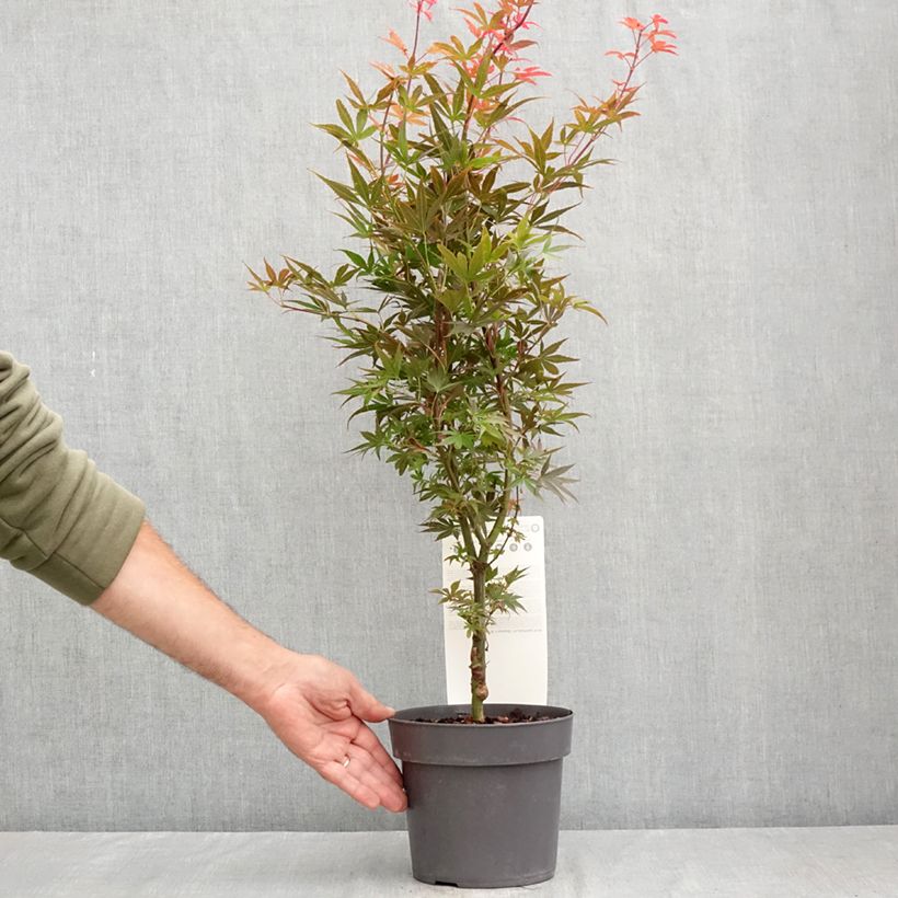 Exemplaar van Acer palmatum Skeeters Broom - Japanse esdoorn Pot van 3 l/4 l zoals geleverd in de zomer