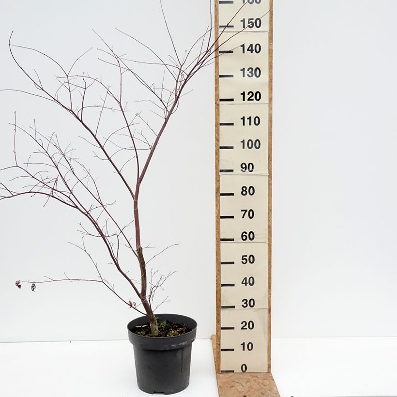 Exemplaar van Acer palmatum Sumi-nagashi - Japanse esdoorn Pot van 7,5 l/10 l, Struik zoals geleverd in de herfst