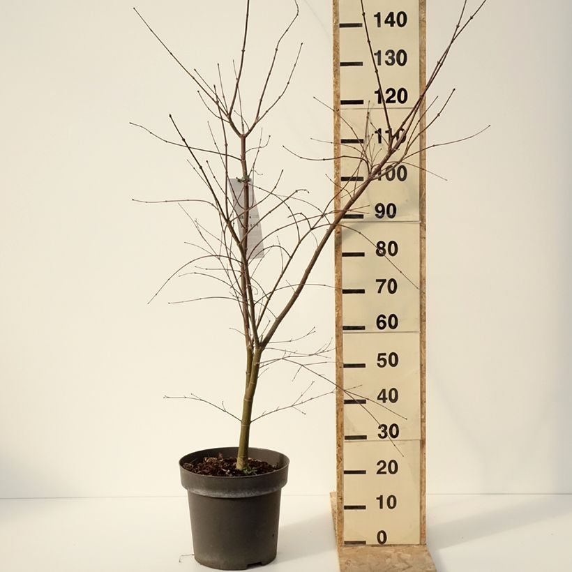 Exemplaar van Erable du Japon - Acer palmatum Sumi-nagashi Pot de 12L/15L, Buisson, Touffe zoals geleverd in de winter