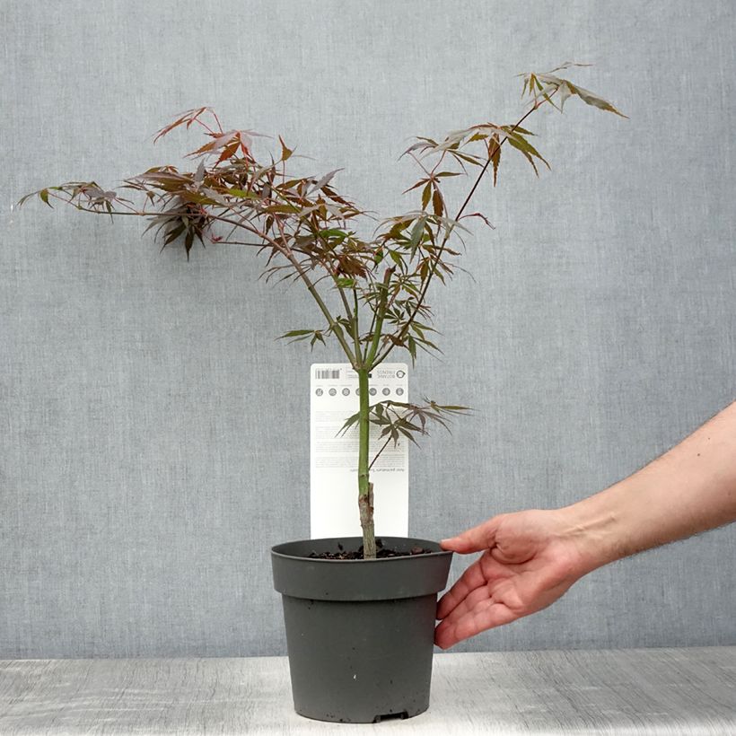 Exemplaar van Acer palmatum Sumi-nagashi - Japanse esdoorn Pot van 3 l/4 l zoals geleverd in de zomer