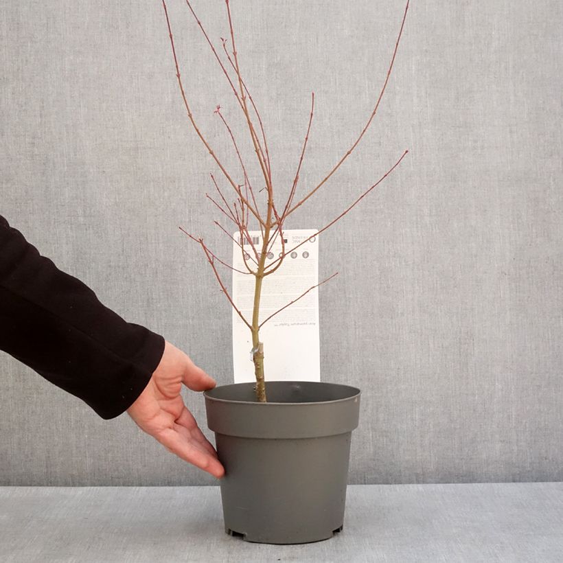 Example of Acer palmatum Taylor - Japanse esdoorn Pot van 3 l/4 l as you get in hiver