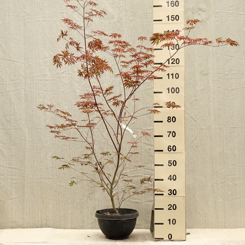 Exemplaar van Acer palmatum Trompenburg - Japanse esdoorn Pot van 6 l/7 l zoals geleverd in de zomer