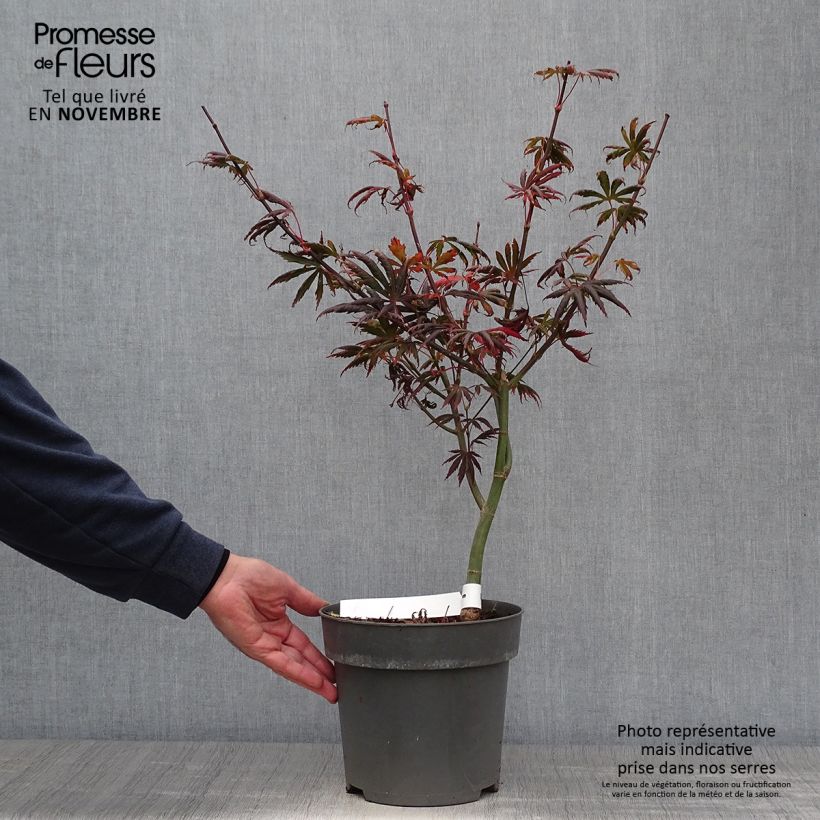 Exemplaar van Acer palmatum Trompenburg - Japanse esdoorn Pot van 3 l/4 l zoals geleverd in de herfst