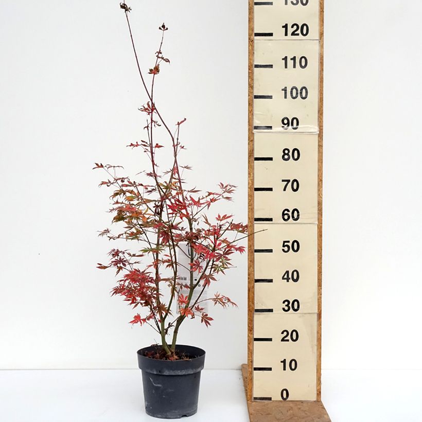 Exemplaar van Acer palmatum Trompenburg - Japanse esdoorn Pot van 6 l/7 l zoals geleverd in de herfst